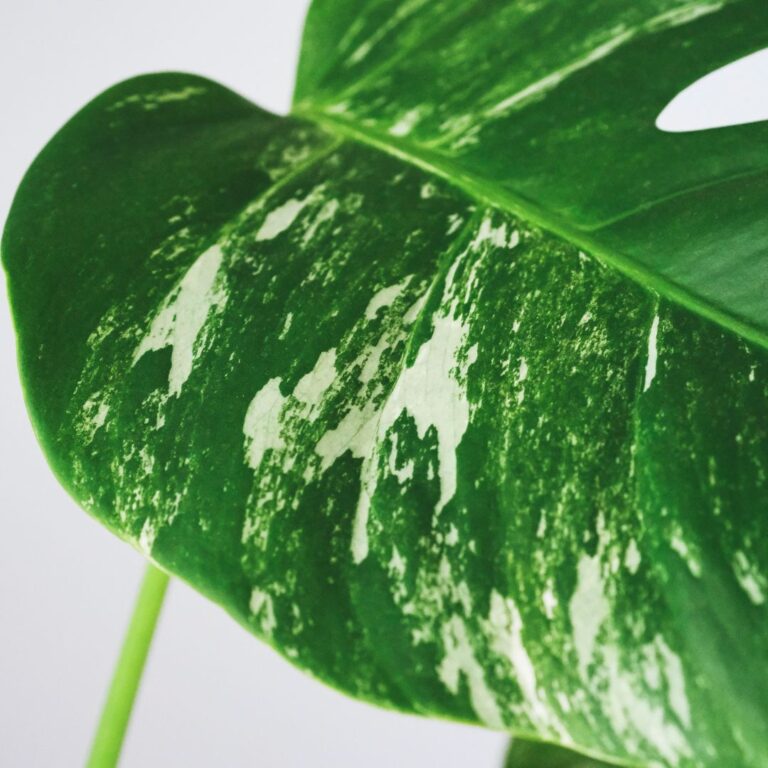 monstera albo variegata
