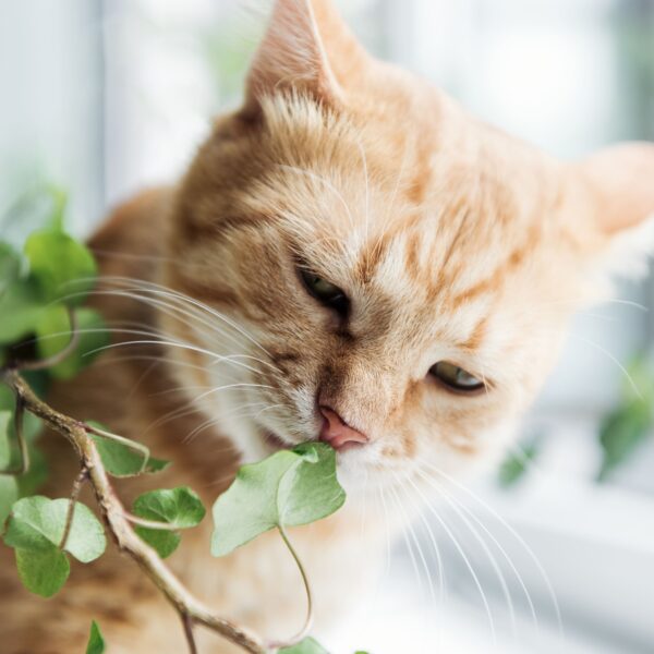 kamerplanten giftig katten