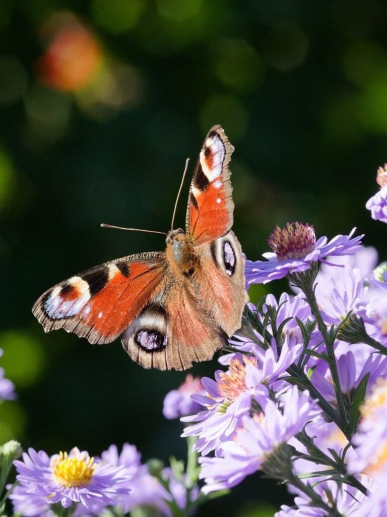Hoe houd je jouw tuin netjes?